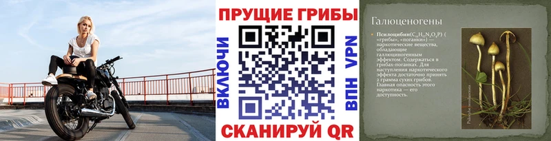 Купить где  Челябинск  Галлюциногенные грибы Psilocybe 